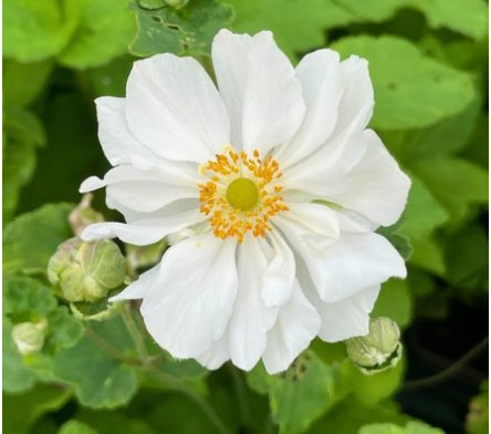 Anémone du japon blanche