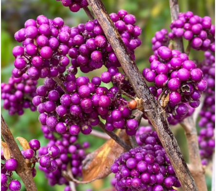 Arbustes à fruits pour oiseaux