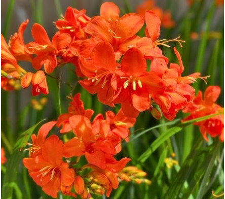 Crocosmia