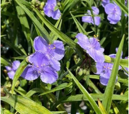 Tradescantia - Ephemere de virginie