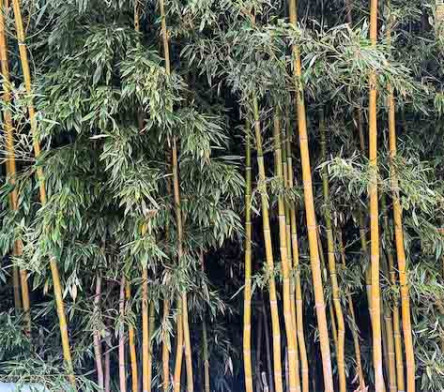 Phyllostachys