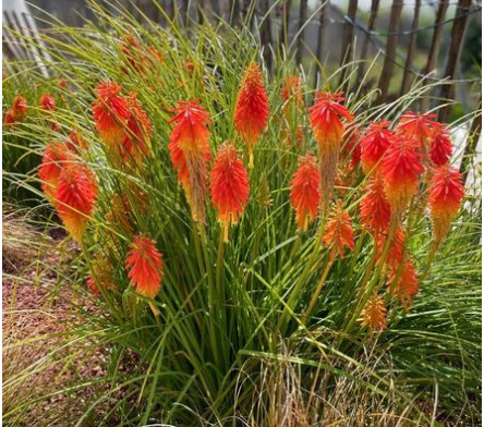 Kniphofia