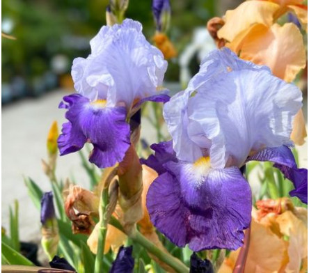 iris de jardin