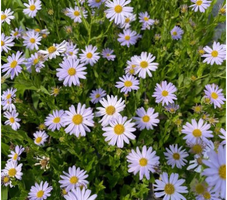Kalimeris