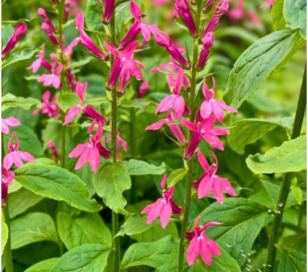 Lobelia
