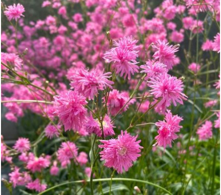 Lychnis