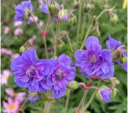 Geranium vivace bleu