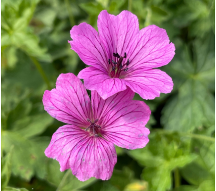 Geraniums vivaces roses