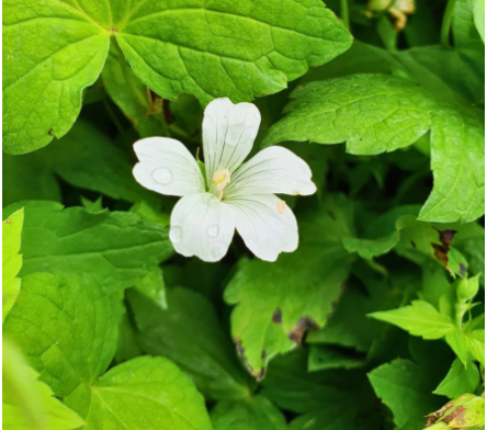 Geranium vivace d'ombre