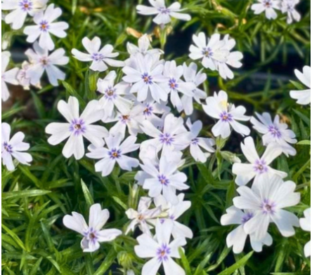 Floraison de printemps