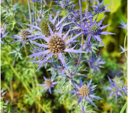 Plantes vivaces sans entretien