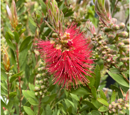 Arbuste à floraison estivale