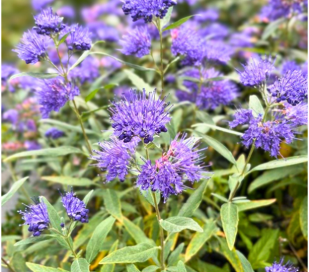 Arbuste à floraison automnale