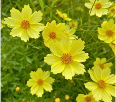 Floraison d'été