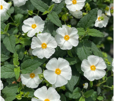 Arbuste couvre sol
