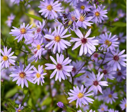 Plantes d'automne
