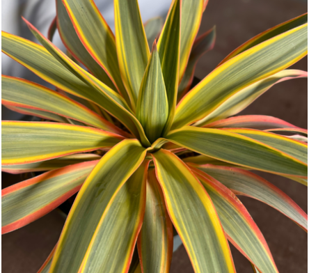 Arbustes exotiques