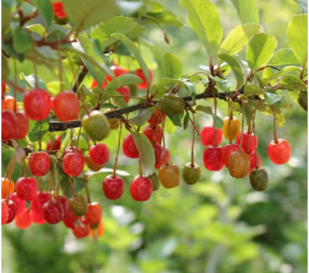 Arbustes à fruits comestibles