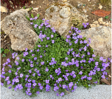 Plantes de rocaille