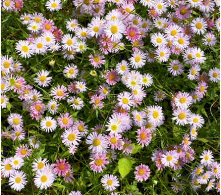 Plantes couvre-sol