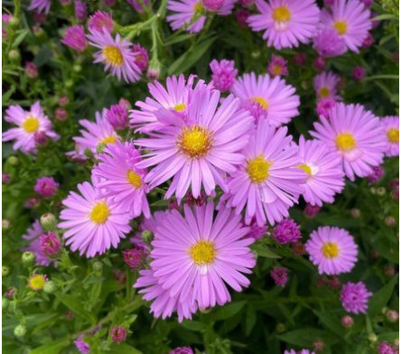 Aster