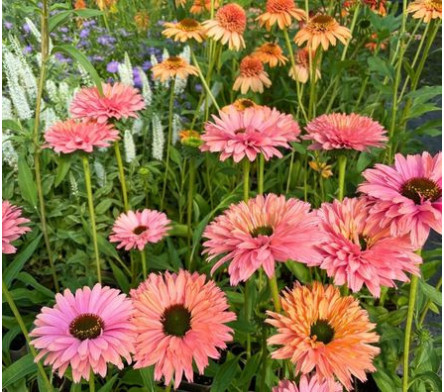 Echinacea purpurea