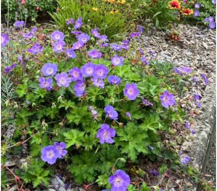 Géranium vivace
