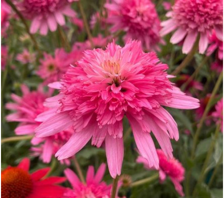 Echinacea à fleurs doubles