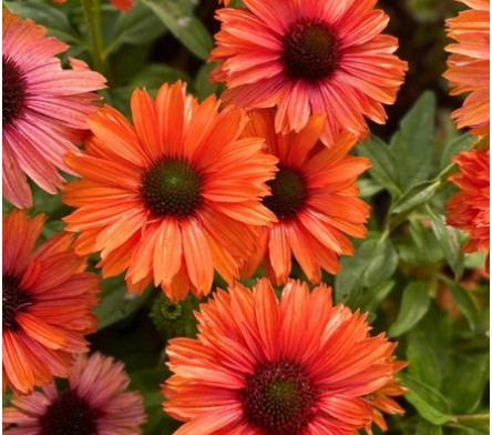 Echinacea à fleur orange