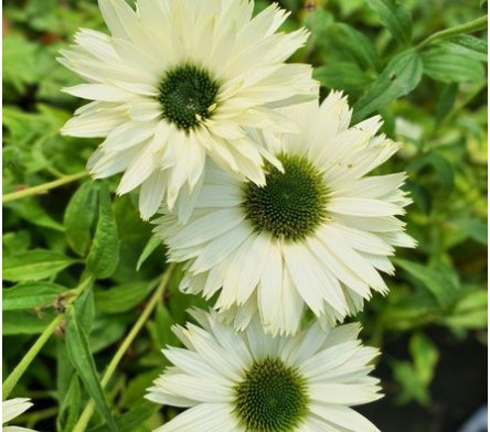 Echinacea à fleur blanche