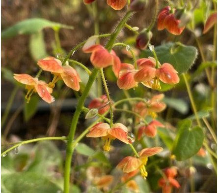 Epimedium