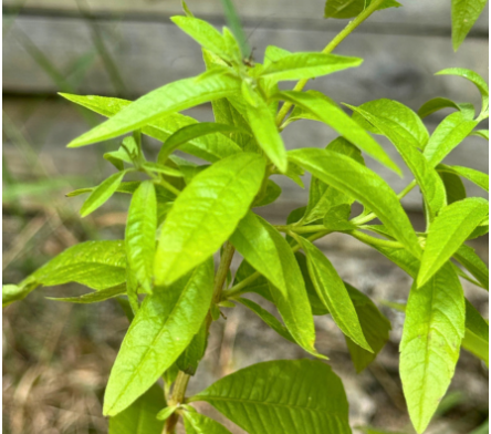 Citronnelle