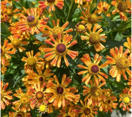 Helenium