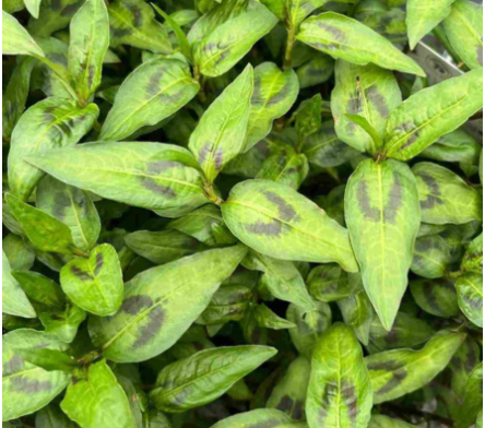 Plantes aromatiques pour la cuisine asiatique