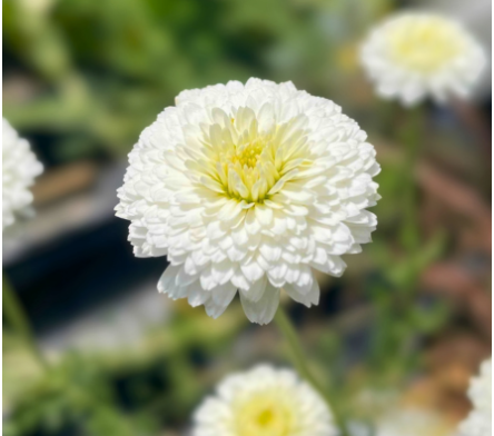 Les plantes aromatiques pour infusions