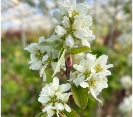 Amelanchier