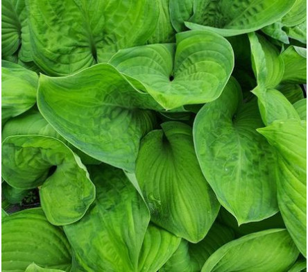 Hosta
