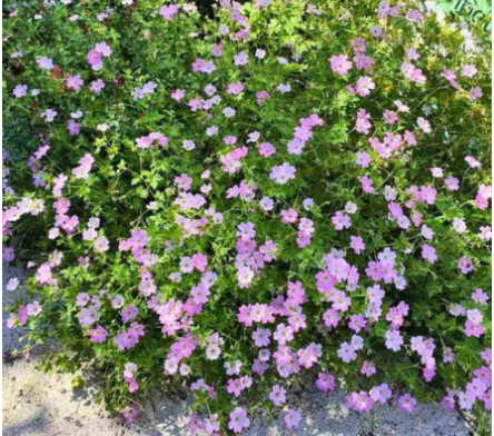 Géranium vivace couvre-sol