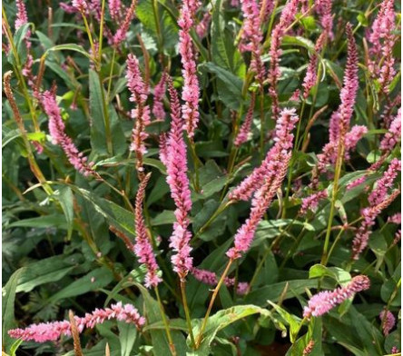 Persicaria - Polygonum