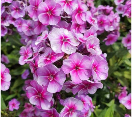 Phlox
