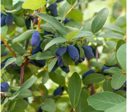Haie fruitière