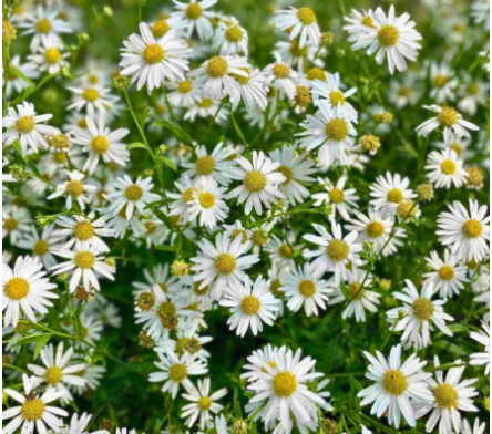 Fleur blanche