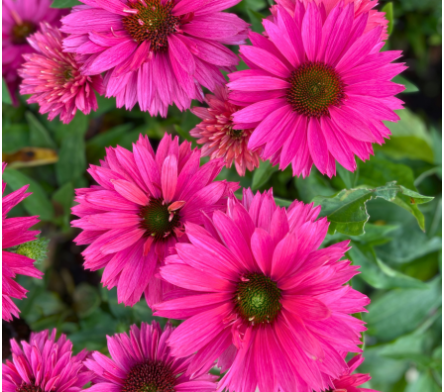 Fleur rose