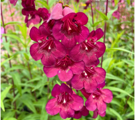 Fleur pourpre