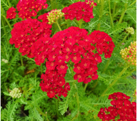Fleur rouge