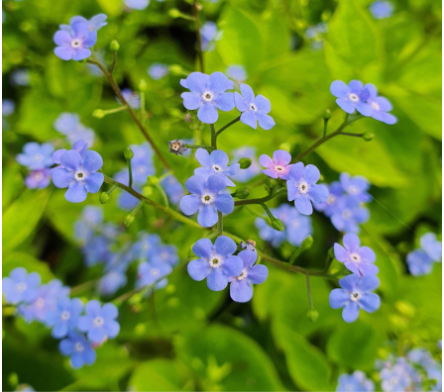 Fleur bleue