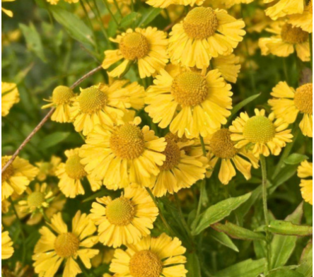 Fleur jaune