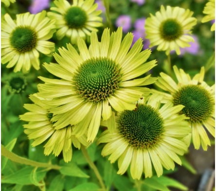 Fleur verte