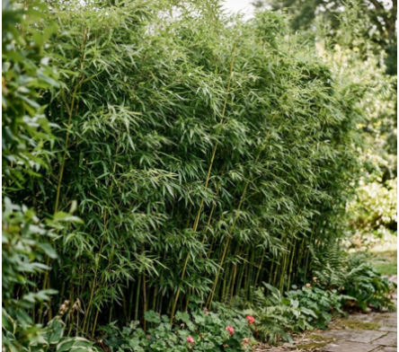 Haie de bambou non traçant 3-4m de haut