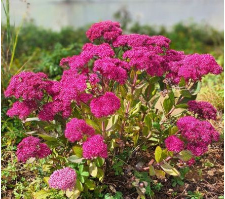 Sedum